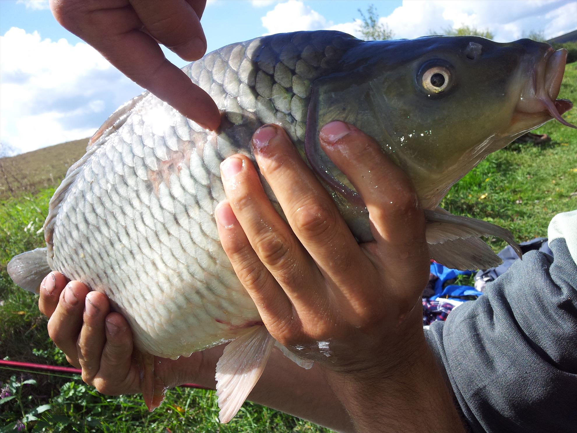 pescuit la crap - 20130922132920.jpg